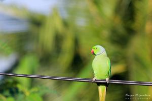 Emerald Ceil Parrot: Photo, Video, Housing And Reproduction