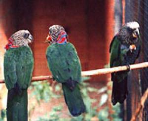 Fan parrot (Deroptyus accipitrinus) -