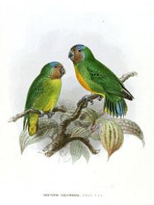 Дятловый попугайчик Шлегеля (Micropsitta geelvinkiana) - 