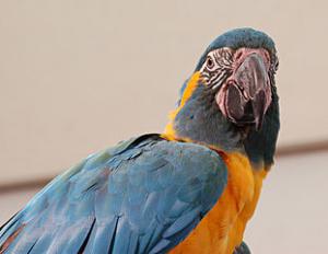 Синегорлый ара