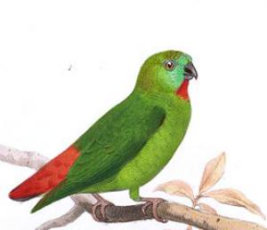 Golden -haired hanging parrot (Loriculus aurantiifrons) -