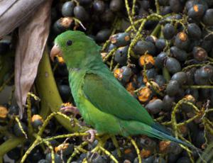 Краснокрылый тонкоклювый попугай (Brotogeris chrysoptera) 