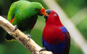 Благородный зелёно-красный попугай (Eclectus roratus, Lorius roratus) - 