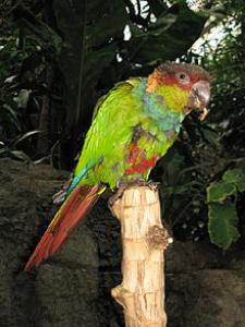 Синезобый краснохвостый попугай (Pyrrhura cruentata) 