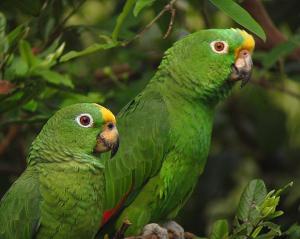 Суринамский амазон (Amazona ochrocephala) 