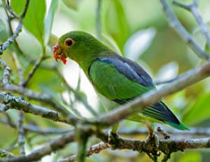 Burchapic Variegated Parrot: Photo, Video, Housing And Reproduction