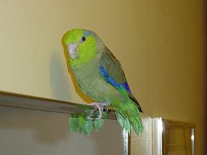 Буроплечий пестрохвостый попугай (Touit stictopterus) - 