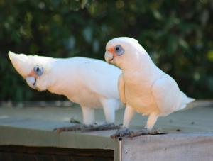 Гологлазый какаду (Cacatua sanguinea, Kakatoe sanguinea) - 