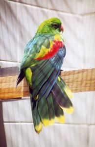 Тиморский краснокрылый попугай (Aprosmictus jonquillaceus) - 