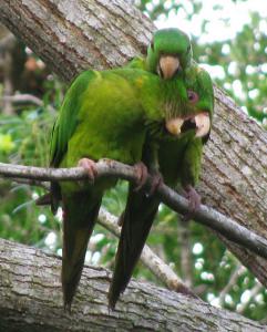 Мексиканская аратинга (Aratinga holochlora) 