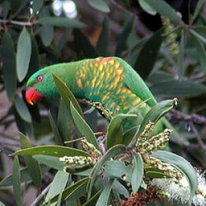 Чешуйчатогрудый лорикет (Trichoglossus chlorolepidotus) 