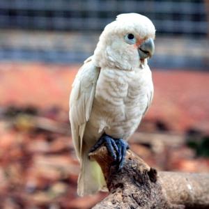 Какаду Гоффина (Cacatua goffiniana, Cacatua goffini, Kakatoe goffini) - 