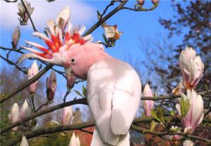 Какаду-инка (Lophocroa leadbeateri, Cacatua leadbeateri, Kakatoe leadbeateri) - 