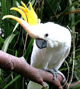 Малый желтохохлый какаду (Cacatua sulphurea, Plyctolophus sulphurea) - 