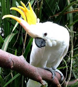 Малый желтохохлый какаду (Cacatua sulphurea, Plyctolophus sulphurea) 