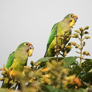 Кактусовая аратинга (Aratinga cactorum) - 