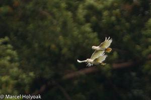 Филиппинский какаду (Cacatua haematuropygia, Kakatoe haematuropygia) 