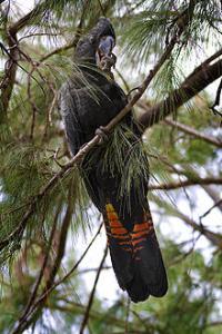 Banksi's mourning Caches (Calyptorhynchus Banksii, Calyptorhynchus Magnificus)