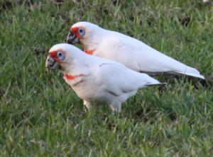 Носатый какаду (Cacatua tenuirostris, Kakatoe tenuirostris) - 