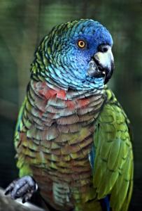 Синелицый амазон (Amazona versicolor) - 