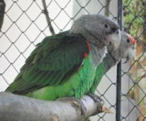 Congolese Long-Winged Parrot: Photo, Video, Housing And Reproduction