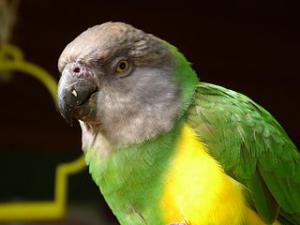 Сенегальский длиннокрылый попугай (Poicephalus senegalus) - 