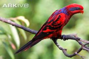 Scaly Red Lori: Photo, Video, Housing And Reproduction