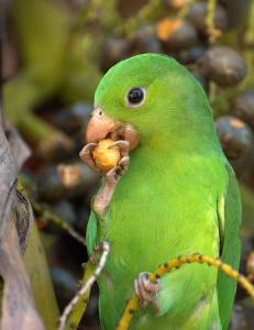 Тирика (Brotogeris tirica) - 