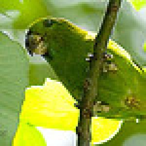 Филиппинский толстоклювый попугай (Bolbopsittacus lunulatus) - 