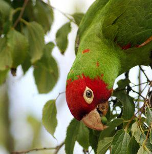 Красноголовая аратинга (Aratinga erythrogenys) 