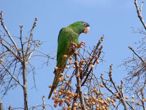 Синелобая аратинга (Aratinga acuticaudata) - 