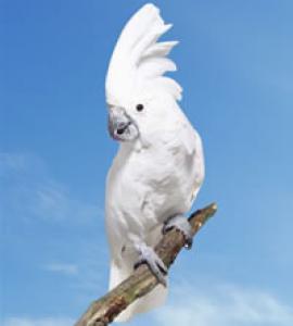 Большой белохохлый какаду (Cacatua alba) 