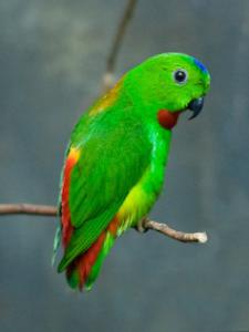 Green -haired hanging parrot (Loriculus tener) -