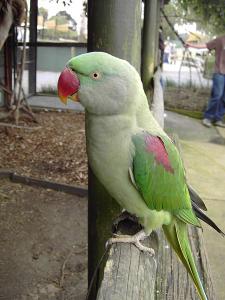 Александров кольчатый попугай (Psittacula eupatria) 
