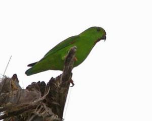 Сулавесский зелёный висячий попугайчик (Loriculus exilis) 