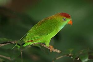 Ceylon hanging parrot (Loriculus bryllinus) -