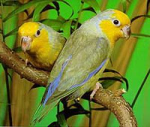 Yellow -faced sparrow parrot (Forpus Xanthops)