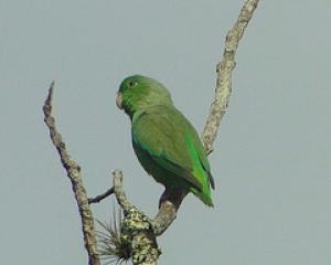Green -colored sparrow parrot (Forpus passerinus)