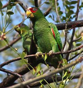 Белолобый амазон (Amazona albifrons) 