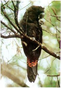 Буроголовый траурный какаду (Calyptorhynchus lathami) 