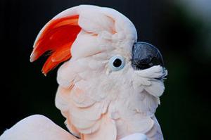 Молуккский какаду (Cacatua moluccensis) 