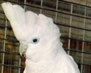 Соломонский какаду (Cacatua ducorpsii, Plyctolophus ducrops) 