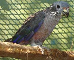 Тёмный красногузый попугай (Pionus fuscus) 