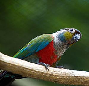 Жемчужный краснохвостый попугай (Pyrrhura perlata) - 