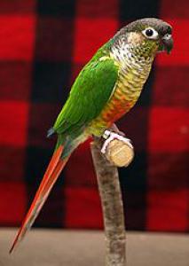 Greenish red -tailed parrot (Pyrrhura Molinae) -