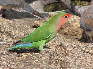 Розовощёкий неразлучник (Agapornis roseicollis) 