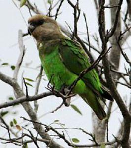 Congolese Long-Winged Parrot: Photo, Video, Housing And Reproduction