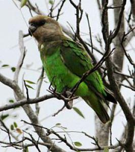 Буроголовый длиннокрылый попугай (Poicephalus cryptoxanthus) 