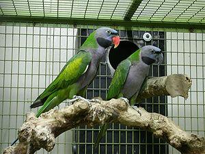 Китайский кольчатый попугай (Psittacula derbiana) - 