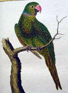 Маврикийский кольчатый попугай (Psittacula echo) - 
